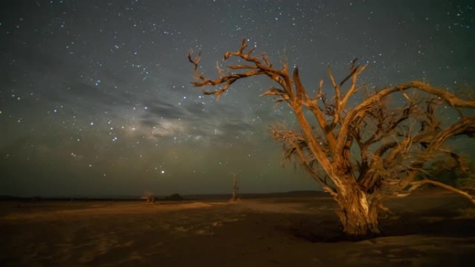 非洲纳米比亚星空下的WS时间推移Deadvlei树