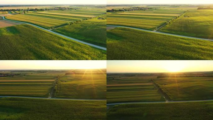 无人机的观点阳光在田园诗般的乡村绿色玉米田上