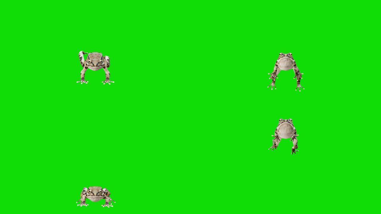 在绿色屏幕上快速奔跑的青蛙。动物的概念，野生动物，游戏，返校，3d动画，短视频，电影，卡通，有机，色