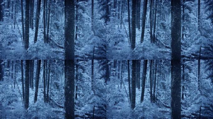 冬季林地覆盖在雪中