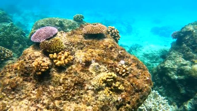 泰国西米兰群岛安达曼海下的珊瑚礁