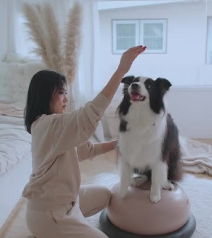 年轻的女动物训练师和她聪明的狗在橡皮球上保持平衡。