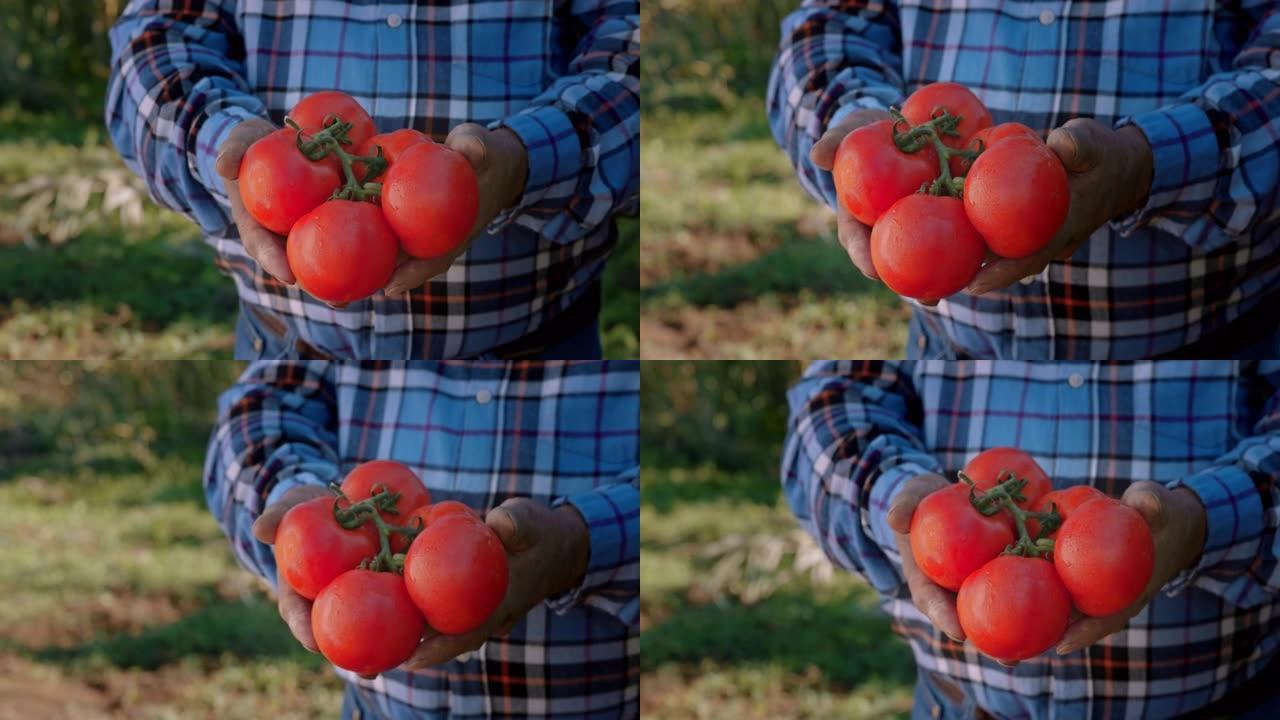 农民的手在农场里拿着有机西红柿