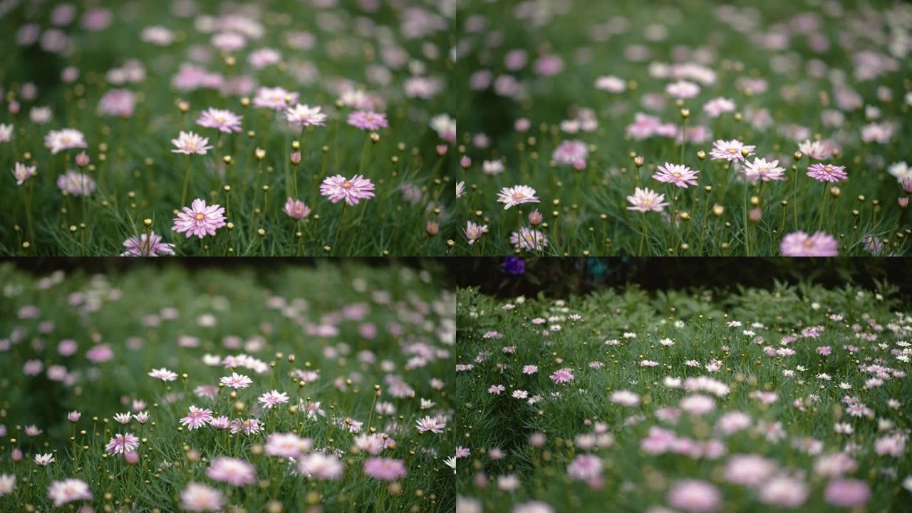 绿色背景上的紫色小花用于镜头自然背景设计