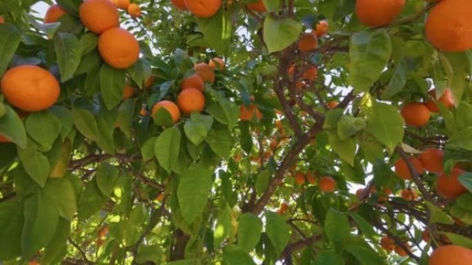 果实成熟的橙树。相机在树叶和橘子之间移动，阳光穿过树枝。万向节射击，4K