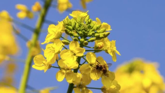太阳下的油菜花吸引蜜蜂采集蜂蜜