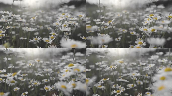 白色雏菊在风中摇曳。云台慢动作拍摄风中精致的黄白色花朵。夏季自然背景