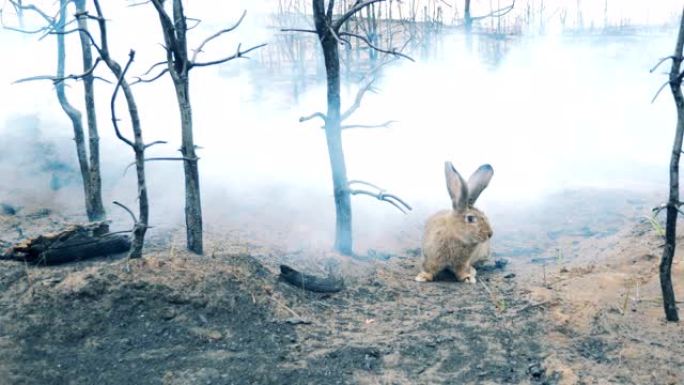 在烟雾中与兔子一起闷烧的森林地面