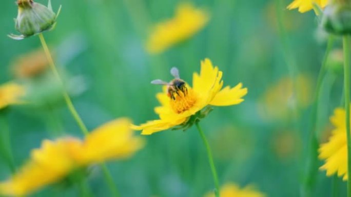 蜜蜂正在黄花上收集花蜜