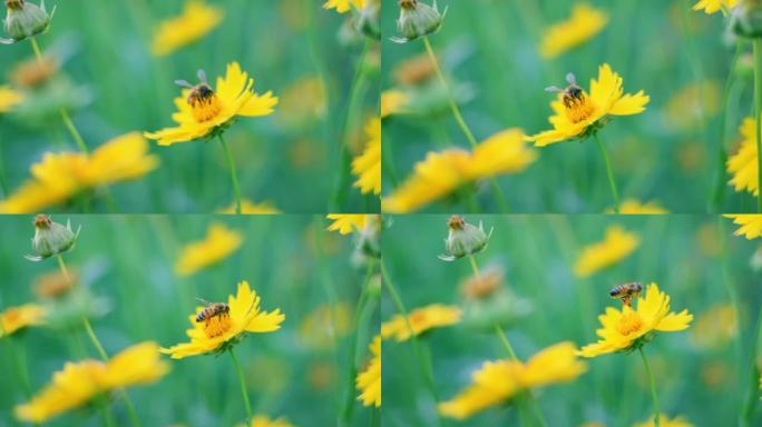 蜜蜂正在黄花上收集花蜜