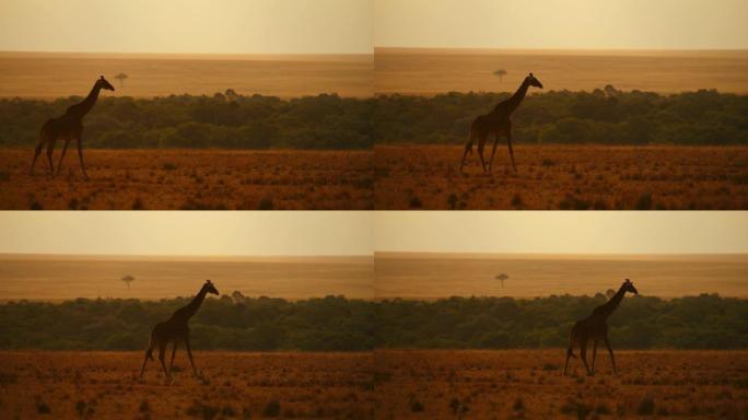 长颈鹿在日出时在自然保护区的宁静田野中行走