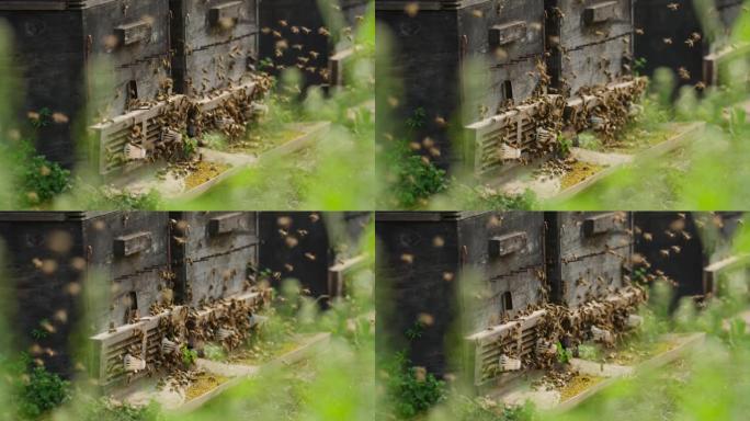 蜂群在蜂箱慢动作4k镜头中，在蜂箱周围的春季野外飞行的蜜蜂群