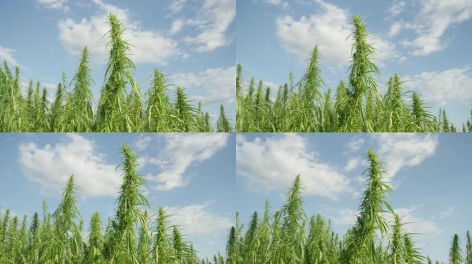 特写: 高大的药用大麻植物耸立在晴朗的蓝天中。