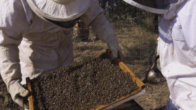 慢动作。两名养蜂人打开蜂巢提取蜂蜜