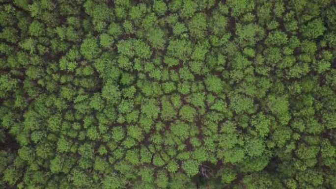 关于环境概念的松林自然俯视图的鸟瞰图