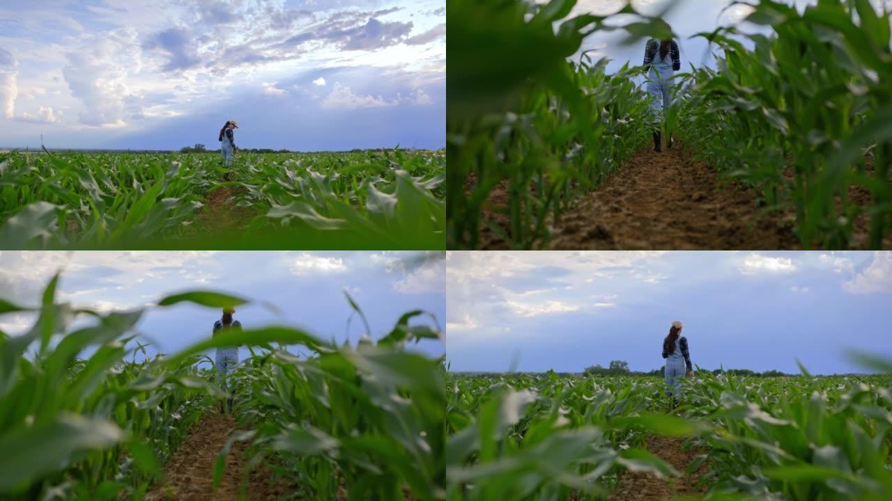 留着棕色长发，帽子和工作服的农夫妇女，走在她的农业玉米田上，检查田间的植物