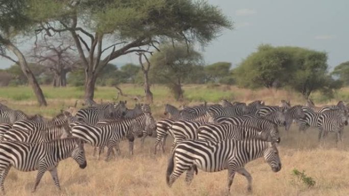 斑马在探索炎热的非洲大草原时扭动着尾巴。