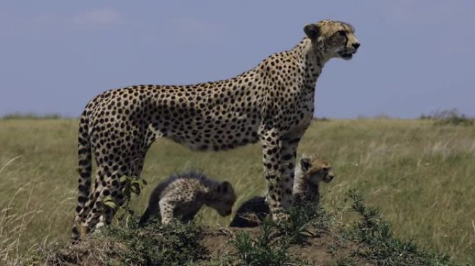 在非洲大草原的白蚁丘上，两只可爱的年轻猎豹幼崽站在母亲的腿下的特写前视