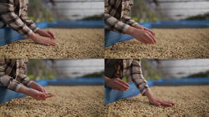 手握一把生咖啡豆产品
