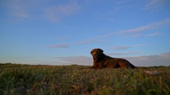 棕色狗在草地上放松，抵御多云的天空