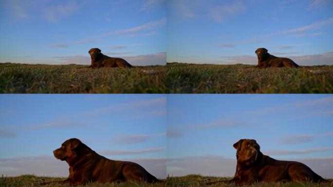 棕色狗在草地上放松，抵御多云的天空