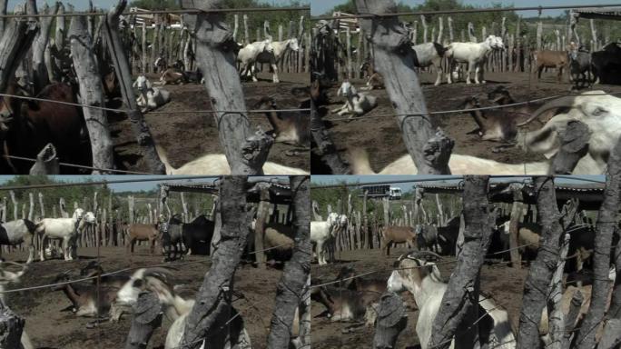 阿根廷拉潘帕省山羊畜栏。