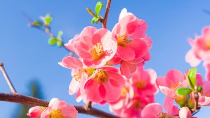 缤纷的粉红色樱花在湛蓝的天空下