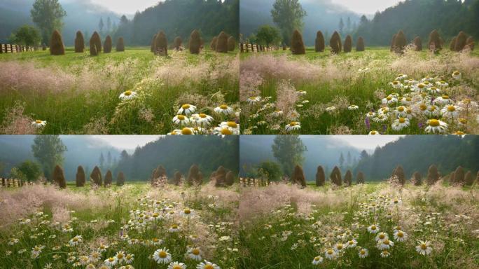 乡村的早晨。美丽的雏菊和干草堆在晨雾的背景。生态旅游概念。隔离大流行期间，僻静的乡村检疫假期。万向节