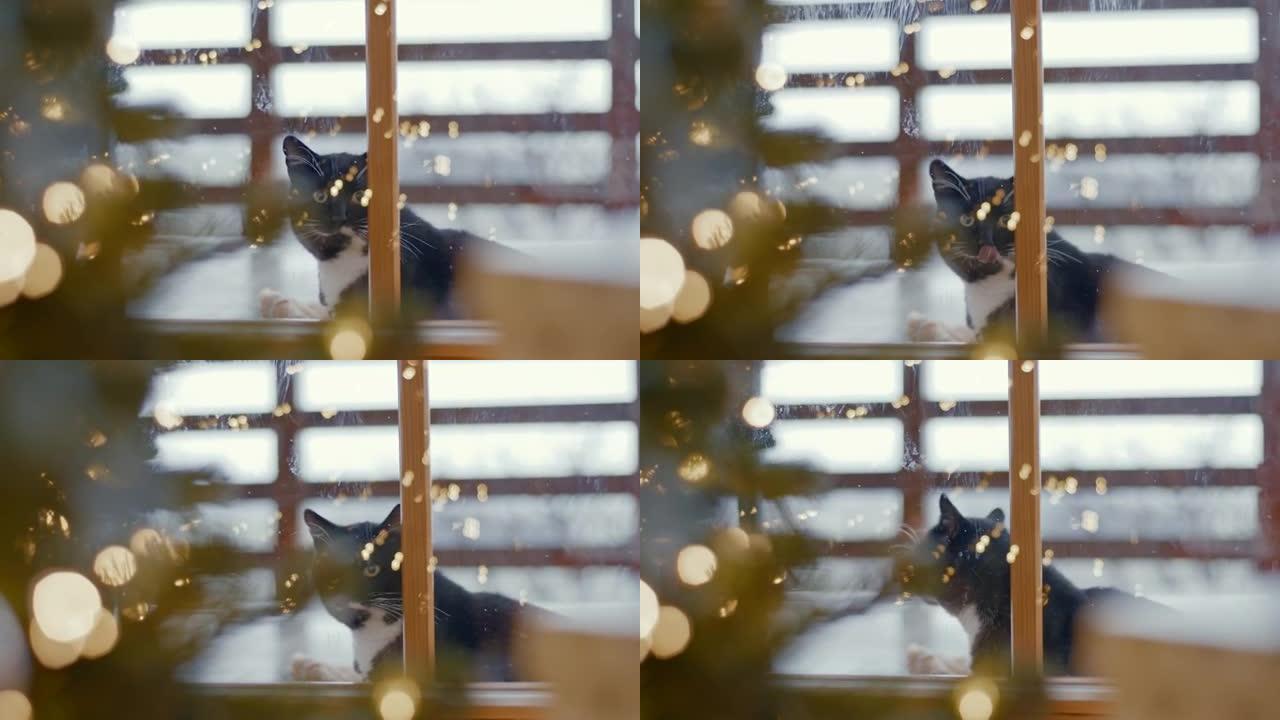 猫凝视着玻璃门小猫咪特写实拍素材