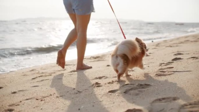 女人放松，日落时带着她的狗在海滩上散步