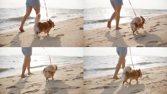 女人放松，日落时带着她的狗在海滩上散步