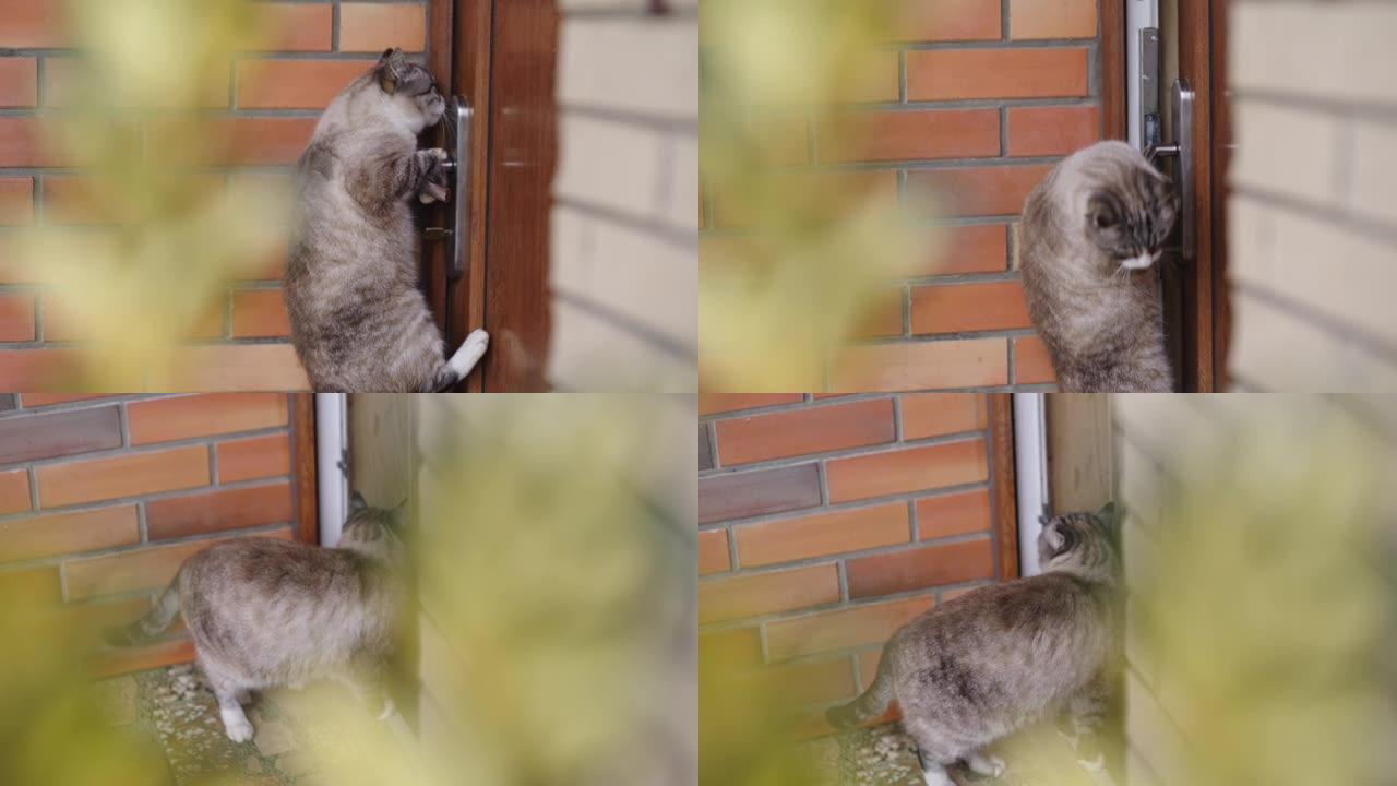 SLO MO Cat打开入口门进入房屋