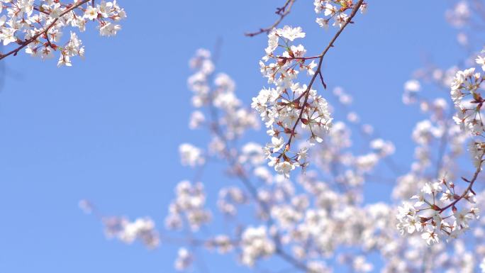蓝天白云白色樱花干净通透