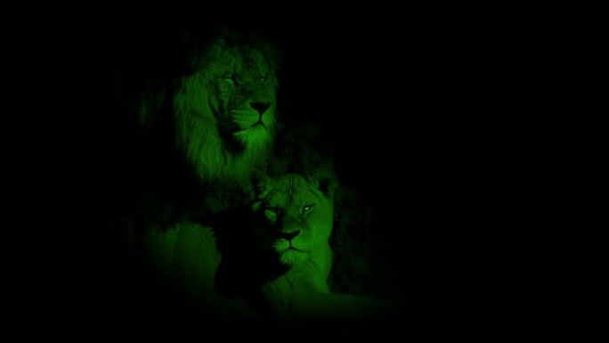 雄狮和雌狮的夜景野外猛兽眼镜