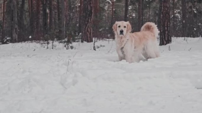 金毛寻回犬在冬季公园玩耍
