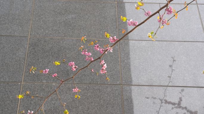 办公楼旁的紫荆花