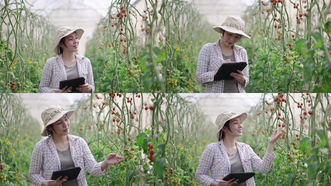 在温室农场中使用数字平板电脑的亚洲女农民