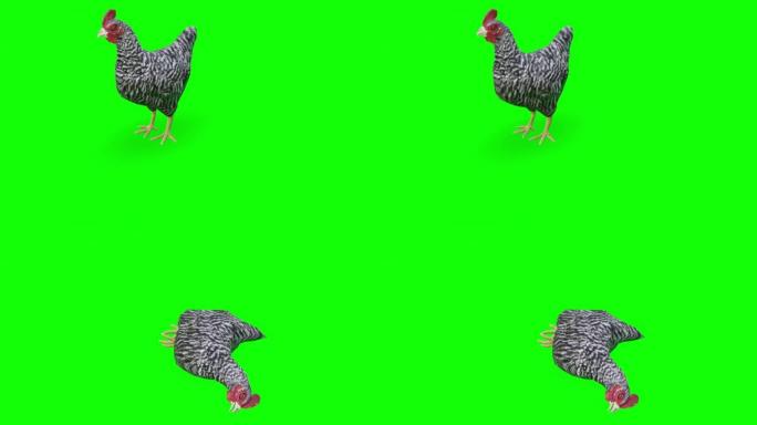 绿屏上的死鸡。动物的概念，野生动物，游戏，返校，3d动画，短视频，电影，卡通，有机，色键，人物动画，
