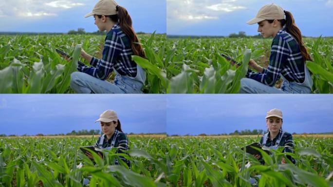 一个留着棕色长发的农妇跪在她的玉米地里，手里拿着一个数字平板，检查她的玉米植株的质量