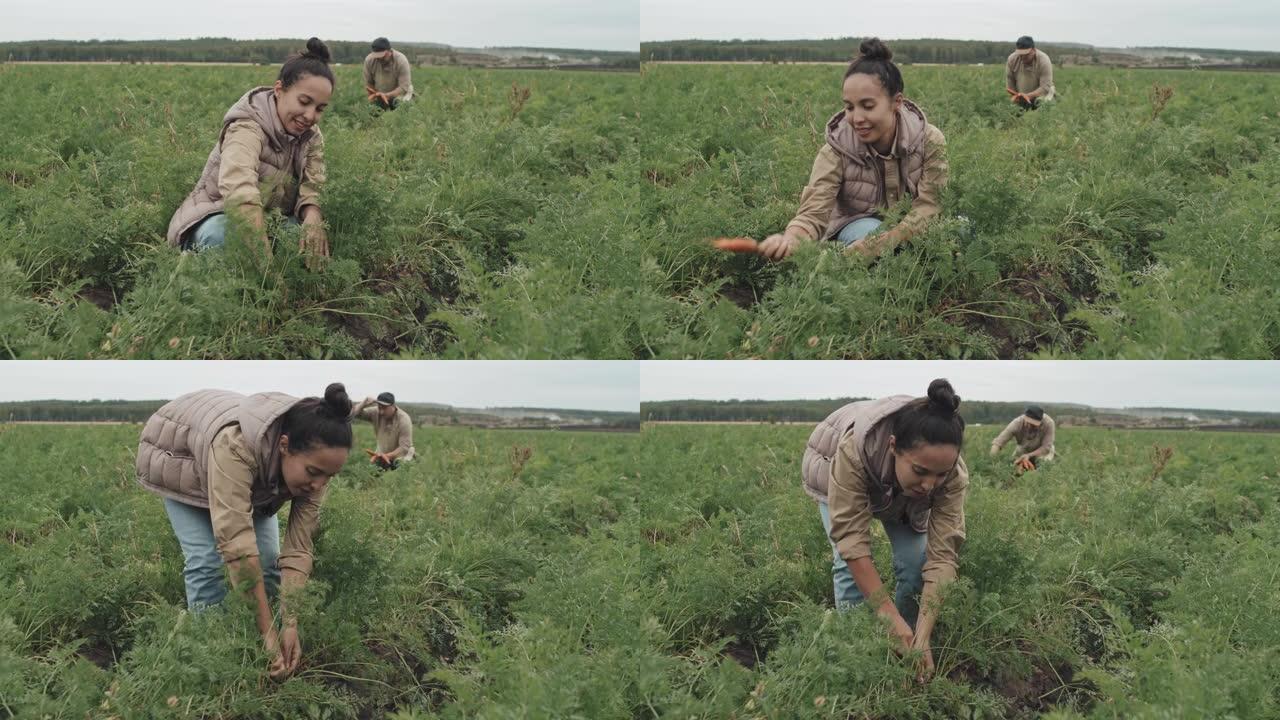 农场工人拉胡萝卜农作物蔬菜成熟