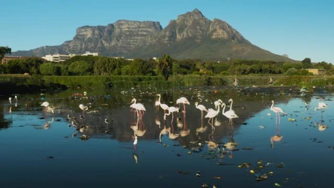 水污染。在南非以桌山为背景的可怕的塑料污染水道中喂养的火烈鸟的空中平移视图