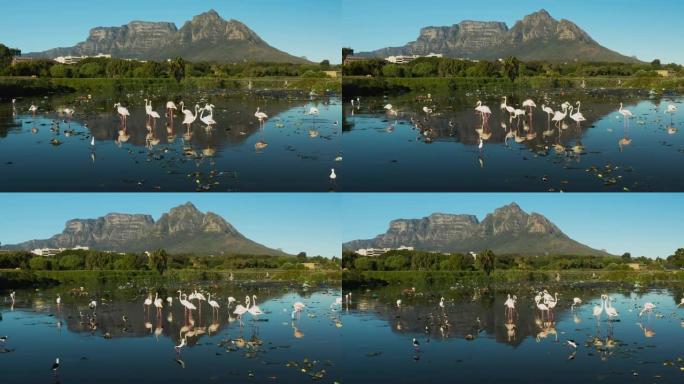 水污染。在南非以桌山为背景的可怕的塑料污染水道中喂养的火烈鸟的空中平移视图