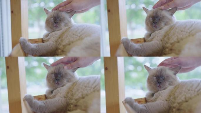 老灰色短毛猫在睡觉时被一个陌生人爱抚。