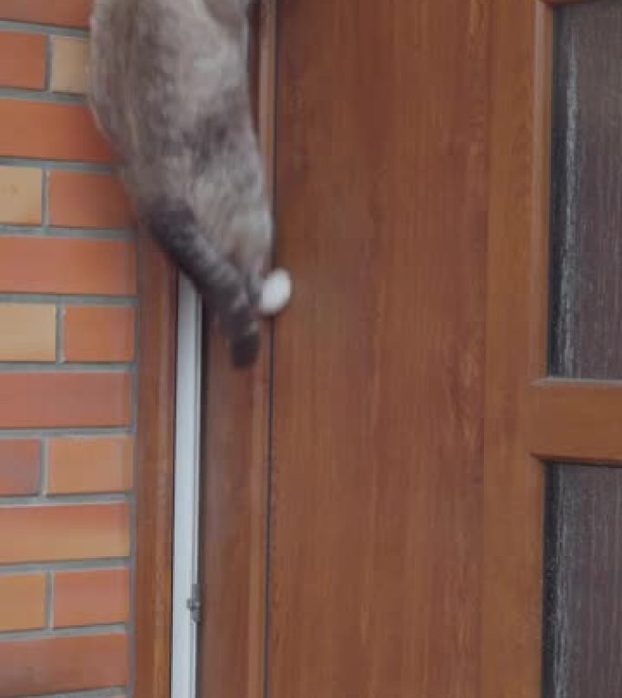 猫跳到门把手上的垂直镜头