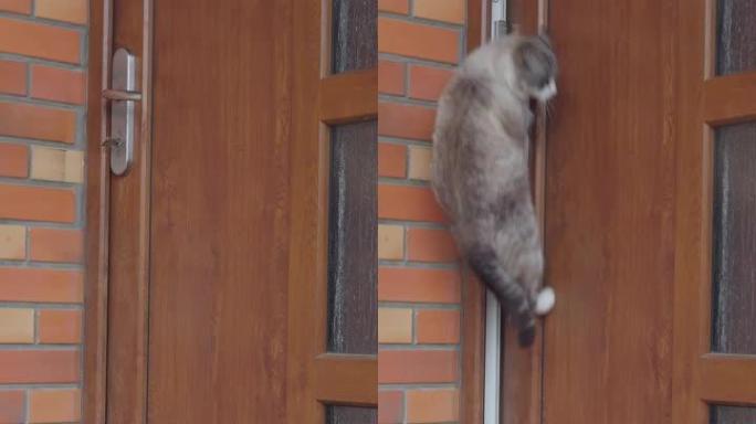 猫跳到门把手上的垂直镜头