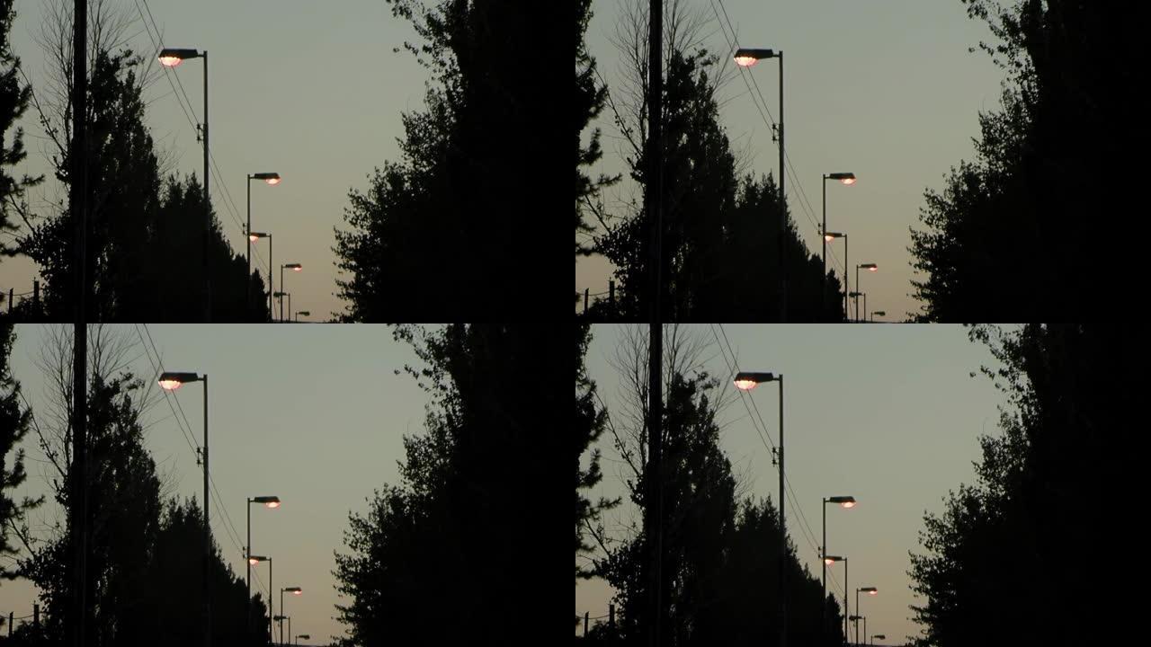 阿根廷内乌肯省日落时分的路灯和树木。