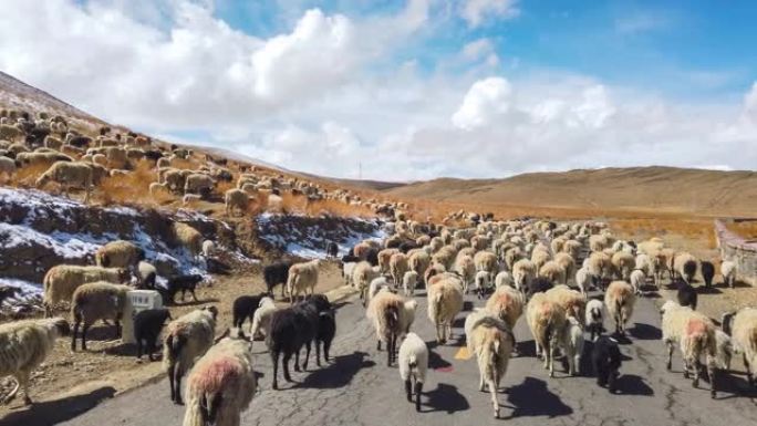 青藏高原上的羊马路上的羊群放养