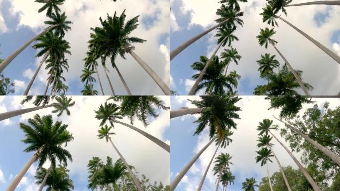 自下而上: 沿着巴巴多斯农村地区的棕榈树大道行驶。