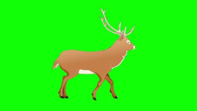 绿屏彩度键 (可循环) 上的行走鹿动画。动物，卡通，野生动物，游戏，返校，3d动画，电影，有机，色键