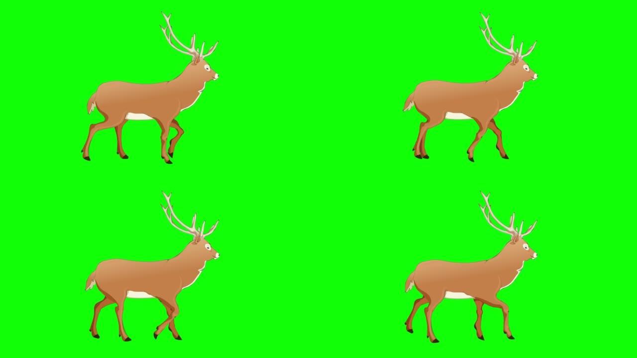 绿屏彩度键 (可循环) 上的行走鹿动画。动物，卡通，野生动物，游戏，返校，3d动画，电影，有机，色键